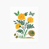 French Marigold Art Print